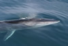 fin whale