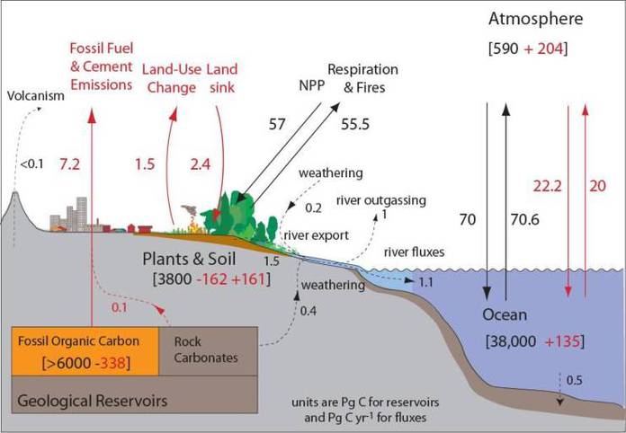 Carbon Cycle Graphics