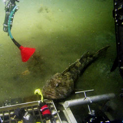 Ling cod in the methane bubbles at Nehalem Bank site.