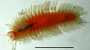 photo of red scaleworm