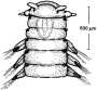 diagram of dorvellid worm