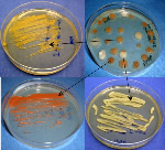 lab bacteria cultures