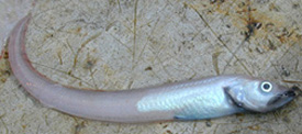 Blackmouth eelpout
