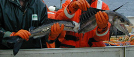Longnose lancetfish