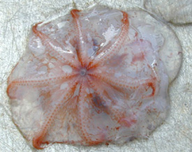 Pelagic octopod