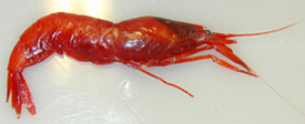 Deepsea red shrimp