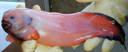 Snailfish