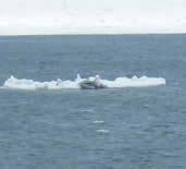Image of zodiacs up on ice floe tagging seal.