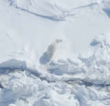 Polar bear from helicopter