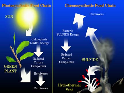 diagram showing photosynthetic vs. chemosynthetic food chains