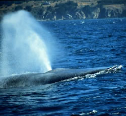 blue whale blowing - image by Barb Lagerquist