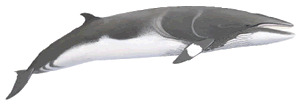 minke whale - Pieter Folkens