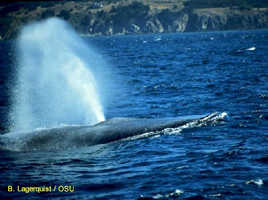 whale blow image