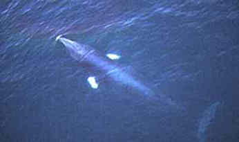 aerial view-minke whale