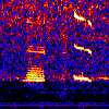NE Pacific  blue  whale spectrogram