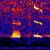 NE Pacific blue whale spectrogram