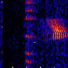 Atlantic minke spectrogram