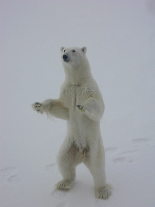 Take it easy! Calm down, stick to the facts! Polar bear photo by Kathy Crane, NOAA Arctic Research Office