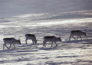 Peary caribou