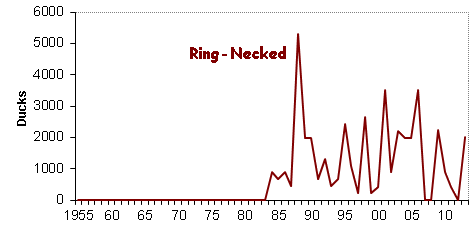 Ring-neck duck populations on Old Cros Flats