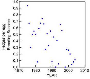 black guillemot breeding success 1974-2004