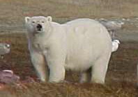 Polar bear