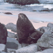 Image of Northern fur seal Callorhinus ursinus