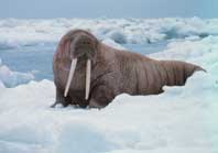 Walrus on the ice