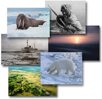 Arctic collage