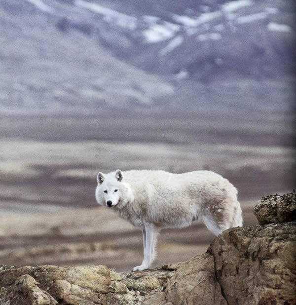 Arctic Wolves