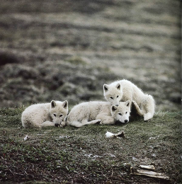 arctic wolf mdr