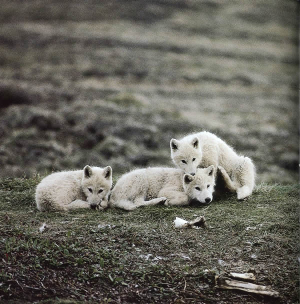 Arctic Wolf Puppies