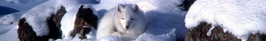 Arctic Fox in snow; USFWS/Keith Morehouse
