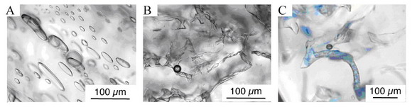 Microscopic photographs depicting brine pores