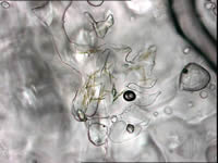 Single-celled algae