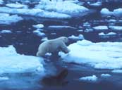 Polar bear jumping across ice