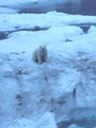 Polar bear sitting on ice