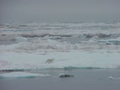 Polar bear walking with nose up