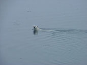 Polar bear swimming