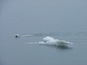 Polar bear in water