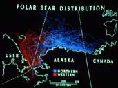 Polar bear distribution