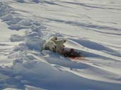 Polar bears at kill