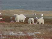 Polar bear family