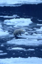 Polar bear climbing out of water