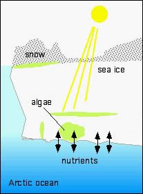 View of brine channels