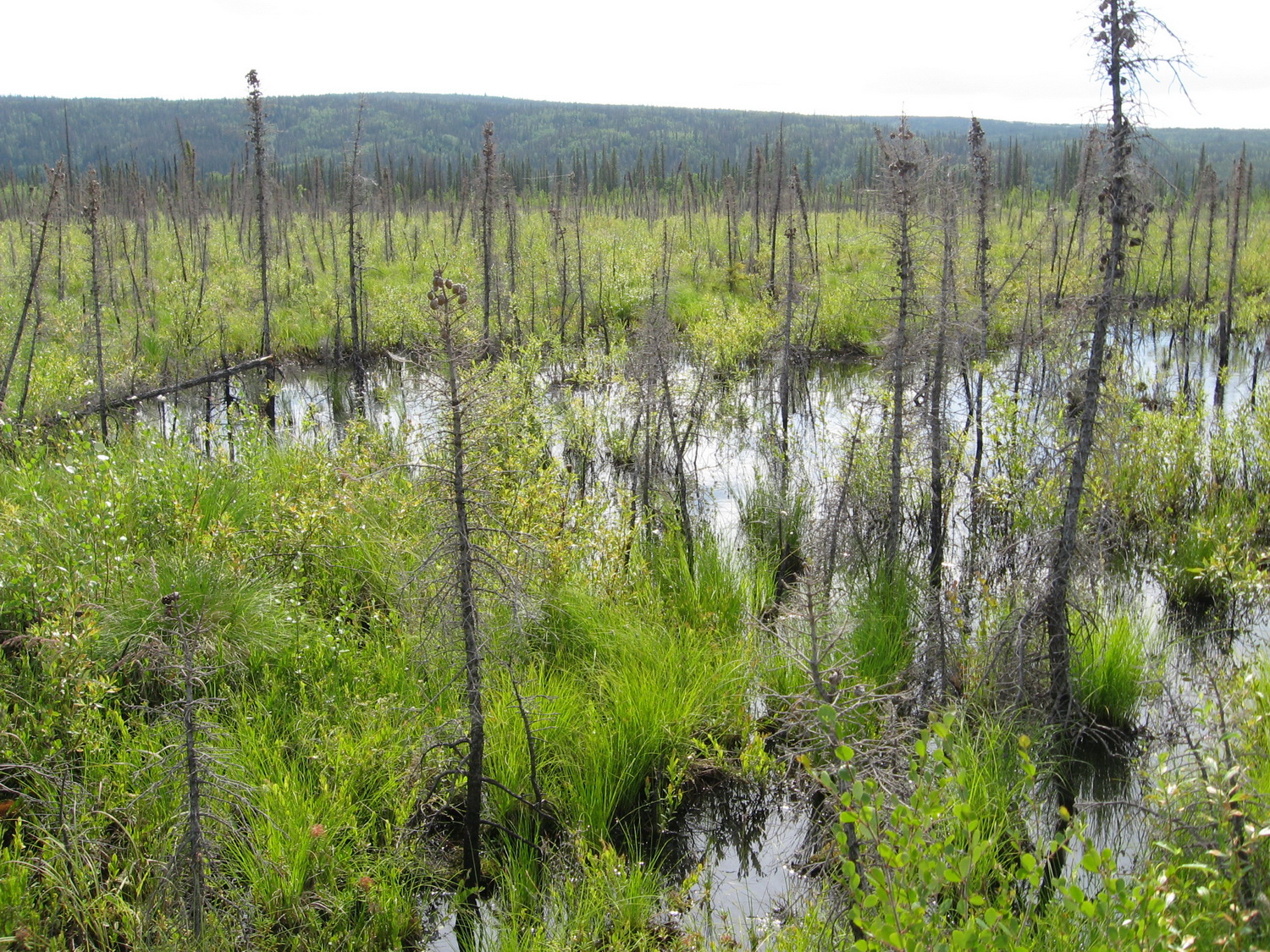 Zona paludosa prodotta dalla fusione del permafrost. Credits: NOAA.