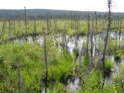 melted permafrost