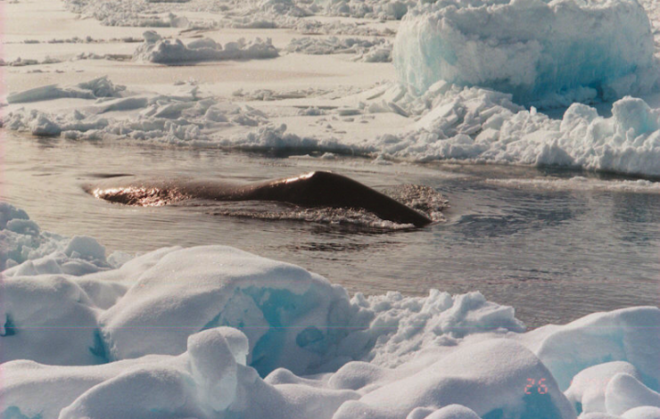 A bowhead whale swims through a lead in the sea ice.  Photo by Robert Suydam.