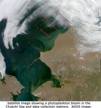 Satellite image showing  a phytoplankton bloom in the Chukchi Sea and data collection stations.