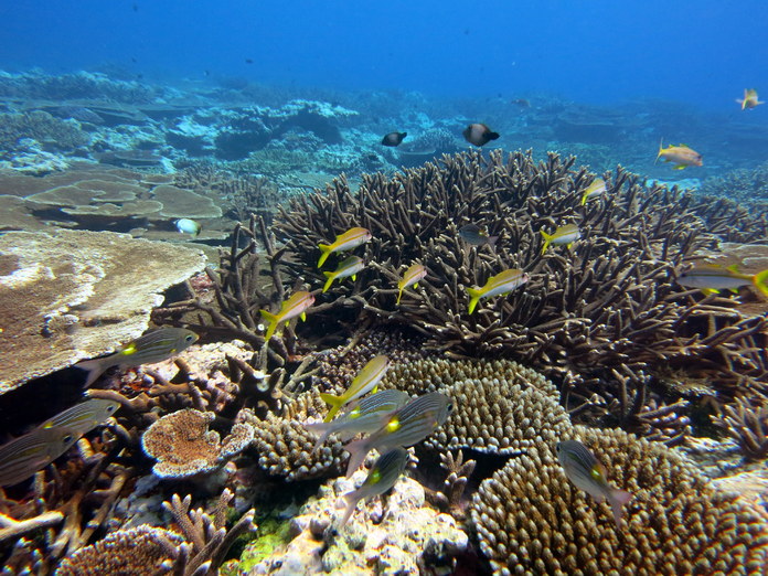 Fagatele Bay Dive
